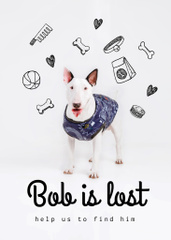 Lost Dog information with cute Bull Terrier