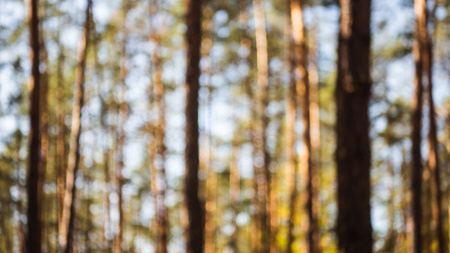 Unfocused view of Pine Forest Zoom Background Design Template