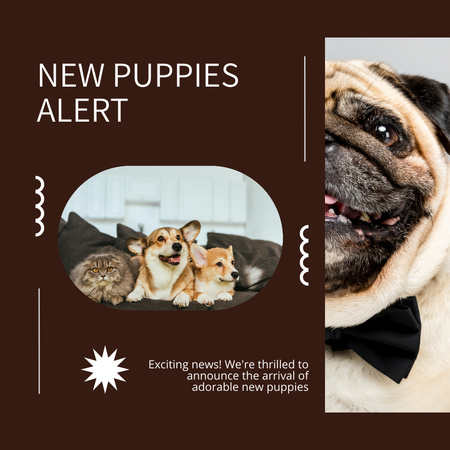 Ontwerpsjabloon van Instagram AD van Waarschuwing voor nieuwe puppy's op Deep Brown