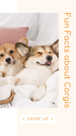 Fun Facts about Corgis with Cute Puppies Instagram Story Modelo de Design