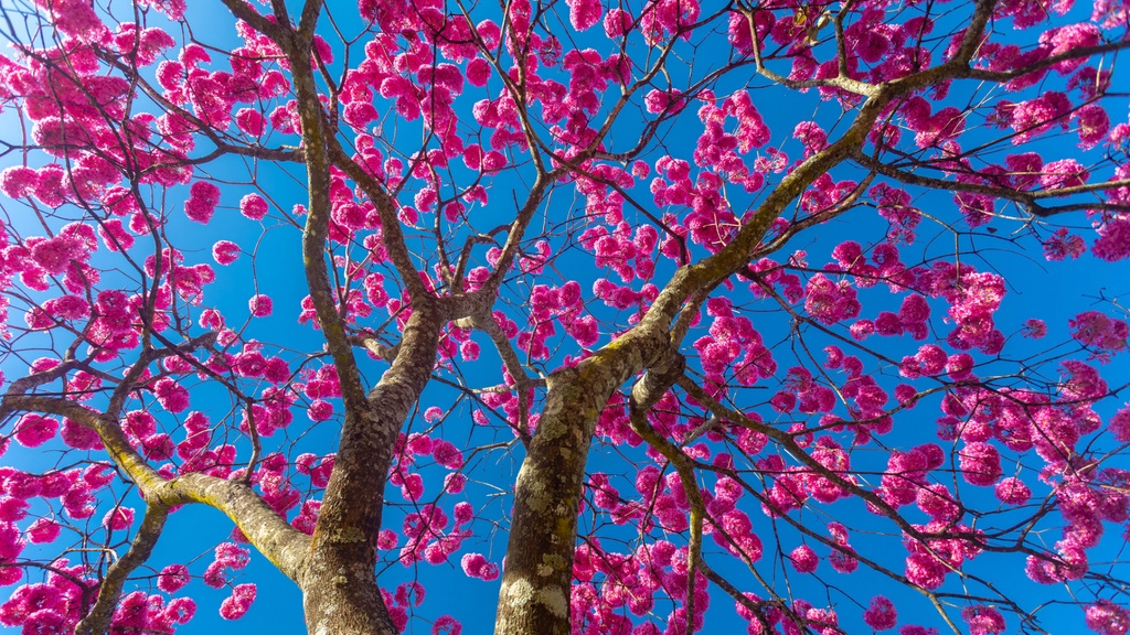 Designvorlage Vivid Pink Blooming Tree für Zoom Background
