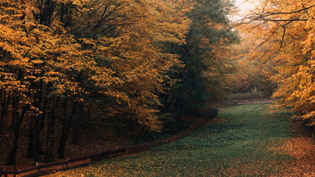 Beautiful landscape of autumn forest Zoom Background tervezősablon