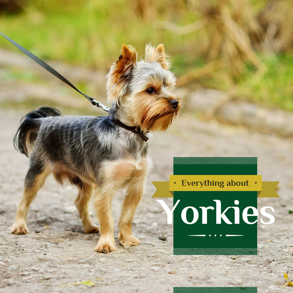 Adorable little Yorkshire Terrier Instagram – шаблон для дизайну