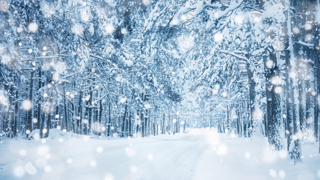 Platilla de diseño Beautiful Snowy Forest with Road Zoom Background