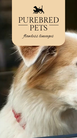 Plantilla de diseño de La mejor oferta para perros de pura raza con reservas TikTok Video 