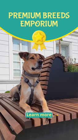 Template di design Offerta di razze di animali domestici premium con uno splendido cane TikTok Video