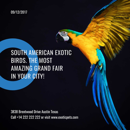 Exotic Birds fair Blue Macaw Parrot Instagram AD Design Template
