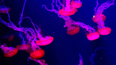 Ontwerpsjabloon van Zoom Background van rode kwallen zwemmen in zee