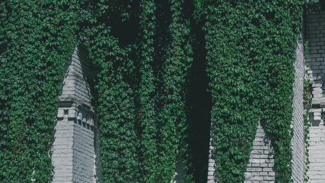 Modèle de visuel Old town building in ivy - Zoom Background