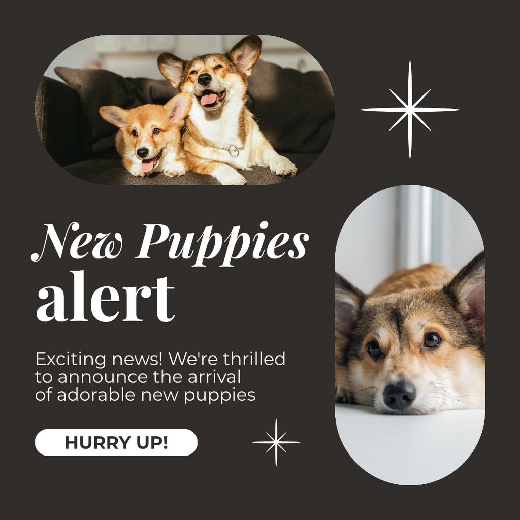 Ontwerpsjabloon van Instagram van New Corgi Puppies Offer