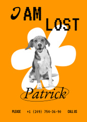 Announcement about Lost Dog