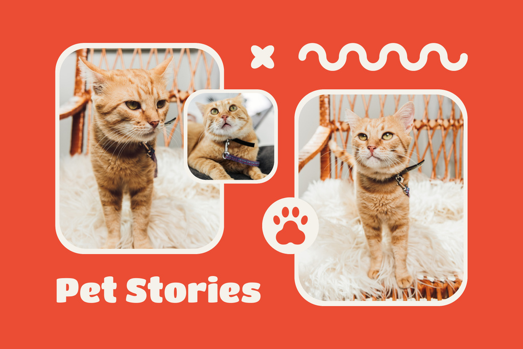 Cute Red Cat Posing for Photo Mood Board Design Template