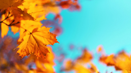 Ontwerpsjabloon van Zoom Background van Mooie oranje herfstbladeren op boom