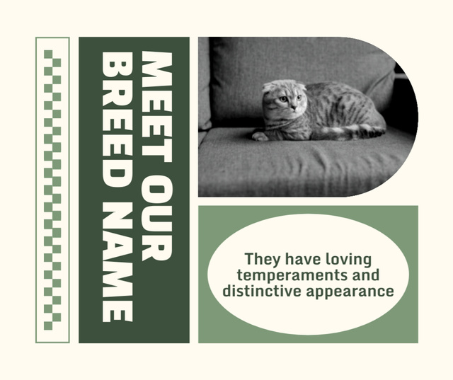 New Cat Breed Is Available Now Facebook Design Template