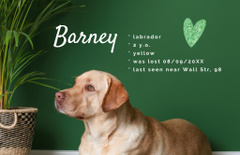 Lost Dog Information with Cute Labrador in Frame