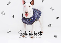 Lost Dog Information with Cute Bull Terrier