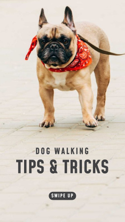Dog Walking Ad with Cute Bulldog Instagram Story Design Template