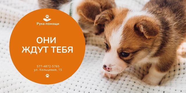 Animal Shelter Promotion with Cute Puppies Twitterデザインテンプレート