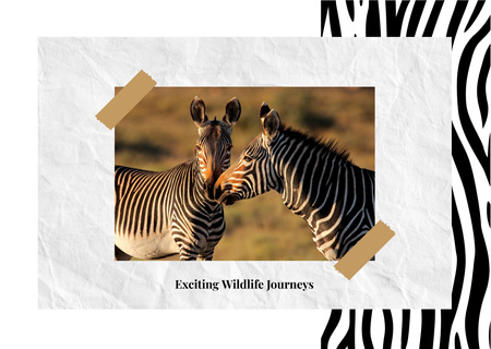 Wild zebras in nature Postcard Design Template