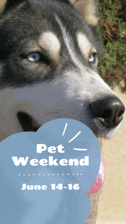 Lovely Pet Weekend Announcement With Husky TikTok Video Design Template