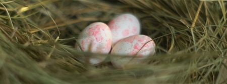 Plantilla de diseño de Colored Easter eggs in nest Facebook Video cover 