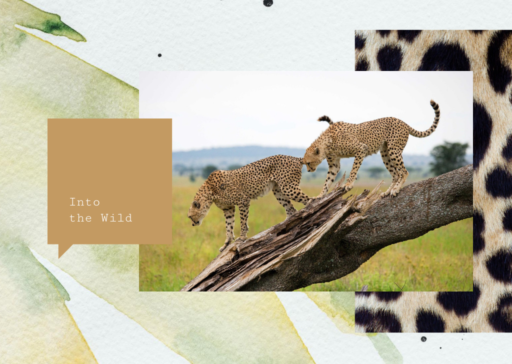 Wild cheetah in natural habitat Postcard – шаблон для дизайну
