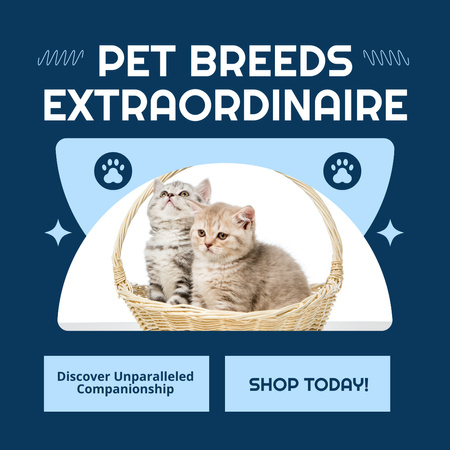 Template di design Offerta di allevatori di gatti Instagram