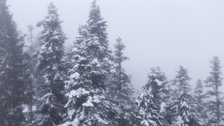 Ontwerpsjabloon van Zoom Background van Sneeuwval in het sparrenbos