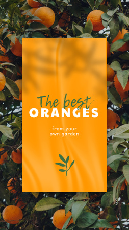 Ontwerpsjabloon van Instagram Story van Fresh Oranges on Trees