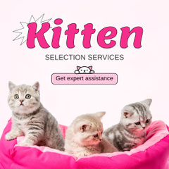Expert Assistance In Kitten Selection Services