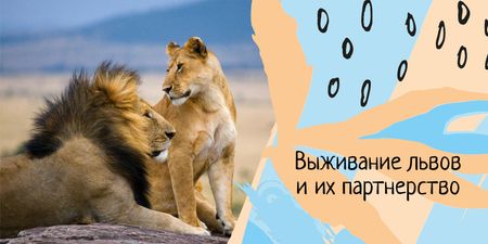 Wild lions in nature Twitter – шаблон для дизайна