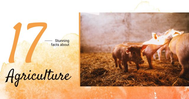 Little pigs on farm Facebook ADデザインテンプレート
