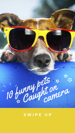 Designvorlage lustiger hund mit sonnenbrille für Instagram Story
