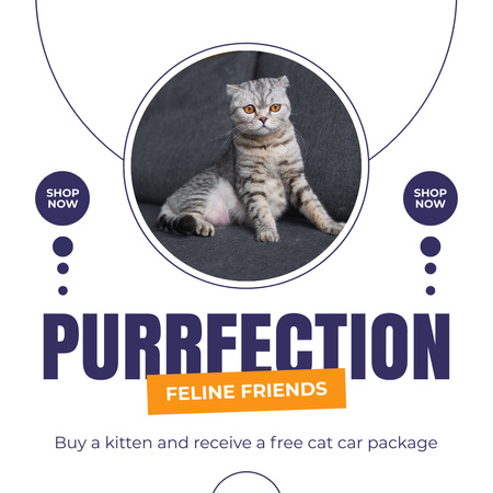 Adoption of Purebred Cats Instagram AD Design Template