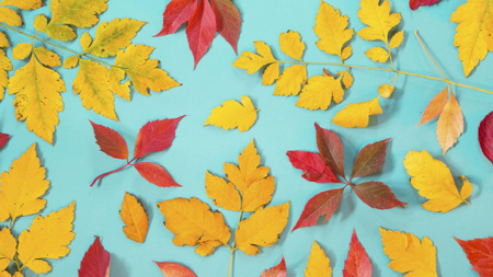 Folhagem de outono amarela e vermelha brilhante Zoom Background Modelo de Design