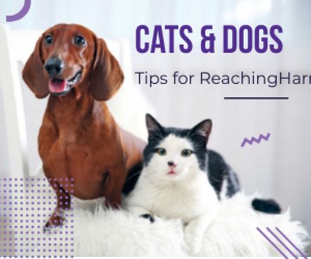 Tips for reaching harmony between cat and dog poster Medium Rectangle – шаблон для дизайну