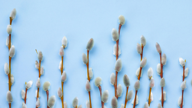 Pussy Willow Branches on Blue Zoom Background Design Template