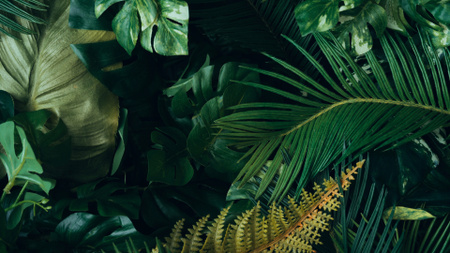 Vihreät trooppiset viidakkokasvit Zoom Background Design Template