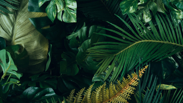 Template di design Green Tropical Jungle Plants Zoom Background