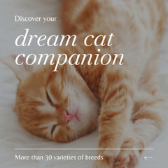 Big Variety Of Adorable Cat Companions Offer