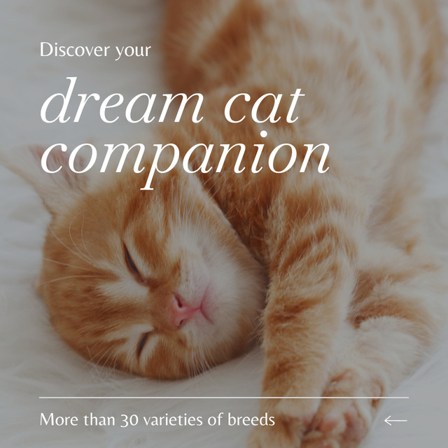 Big Variety Of Adorable Cat Companions Offer Animated Post Design Template