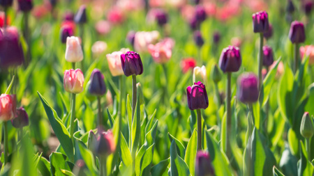 Modèle de visuel champ des tulipes printanières - Zoom Background