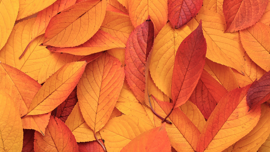 Bright Fallen Orange Autumn Leaves Zoom Background Design Template