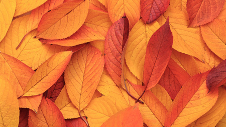 Plantilla de diseño de Hojas de otoño de color naranja caído brillante Zoom Background 