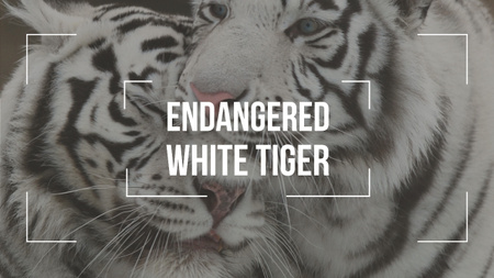 Endangered Animals White Tigers Youtube Thumbnail Design Template
