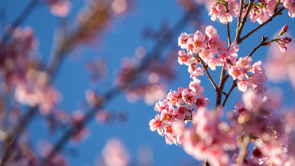 Blooming Trees of Sakura Zoom Background Πρότυπο σχεδίασης