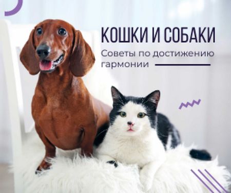Tips for reaching harmony between cat and dog poster Medium Rectangle – шаблон для дизайна