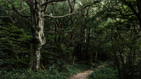 Modèle de visuel Footpath in the wild Forest - Zoom Background
