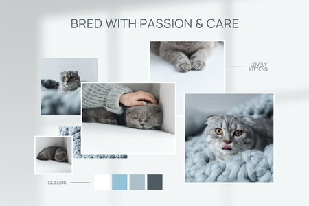 Φωτογραφίες της χαριτωμένης Scottish Fold Cat Mood Board Πρότυπο σχεδίασης