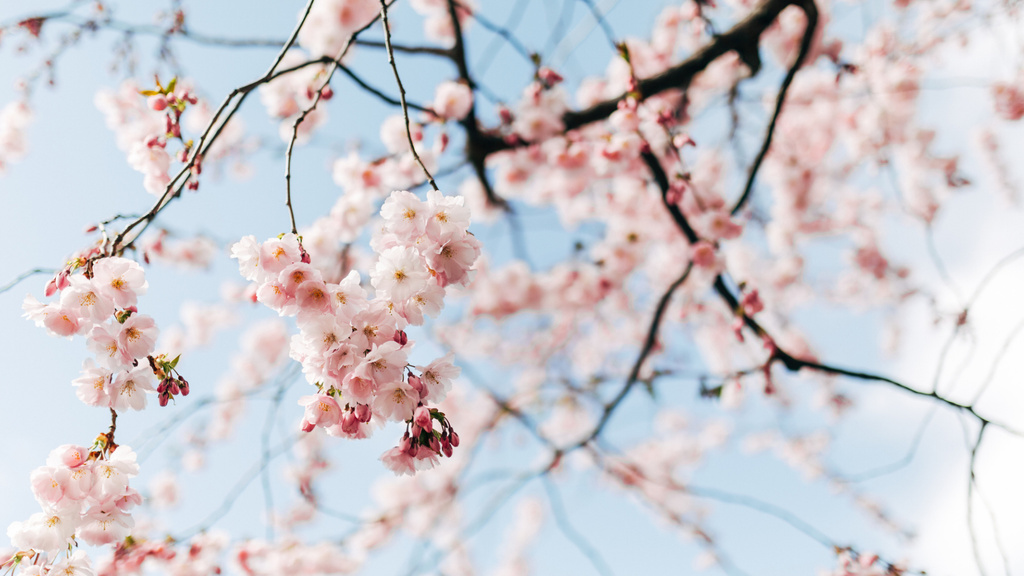 Beautiful Spring cherry blossom Zoom Background Modelo de Design